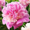 1x Rizoma Peonias Plantas de exterior Peonias bulbos Plantas jardin vivas Peonia Sorbet