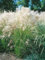 Miscanthus sinensis 'Yaka Dance' C3 - Chinaschilf, Winterhart & Pflegeleicht, Ziergras für Garten & Balkon, 1 Pflanze