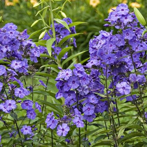 6 x Hohe Flammenblume 'Blue Paradise' - Phlox Paniculata 'Blue Paradise' Topf 9x9cm: Blaue Blüten für sonnige Standorte