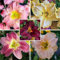 Taglilien Rhizom Winterhart/taglilien pflanzen knollen - Schöner Gartenblume, in Vielzahl von Farben erhältlich-5knollen-D