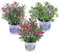 Plant in a Box - Hebe All Blooms - Höhe 30-35cm - 3er Mischung - Leicht winterharte pflanzen - Blühende garten- oder balkonpflanzen - Topf 13cm
