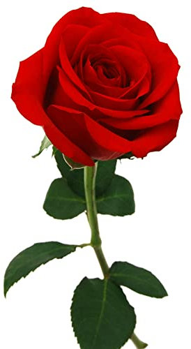 Anniversary Rose, Red, Rose Plant, 1 x Full Plant in 5 Litre Pot, Roses, Premium Quality Roses