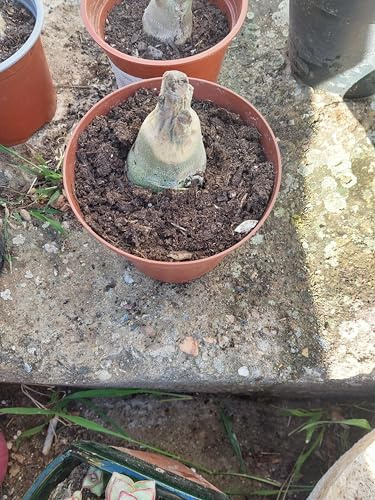 Bulbi di hosta,Radici selezionate di hosta,miste,resistenti al freddo e alla siccità,adatte per la decorazione di giardini e balconi-2 Rizoma-C