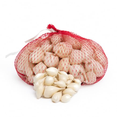 GardenTaurus® 250g Weiße Wintersteckzwiebeln, Sorte: Snowball, ertragreich, robust und winterhart, zertifizierte Pflanzzwiebeln Allium