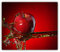 Tulup Planche À Découper 60x52cm Verre Trempé Cuisine Couvercle Cuisinière à Induction Protection Plaque Panneau de Protection - Apple et l'eau