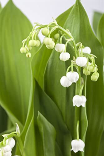 Convallaria majalis ca. 9x9 cm Topf - Maiglöckchen, weiße Blüten, Blütezeit Mai, ideal für schattige Standorte, duftend, pflegeleicht