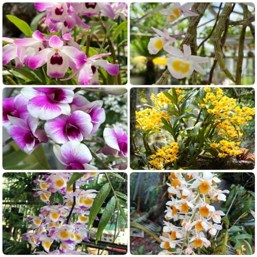 35 pcs Dendrobium samen - kräutergarten geschenk wiesensaatgut gartensamen orchideen orchidee,Dendrobium nobile nachhaltige produkte blumenwiese wildflower summer topfpflanzen draußen