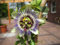 Passiflora caerulea Passionsblume 40-60 cm