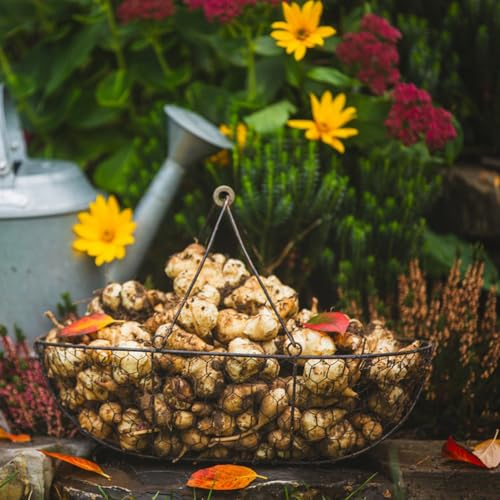 20 pcs topinambur saatknollen zum pflanzen Zwiebeln, topinambur - knollen, gartenkräuter winterharte pflanzen für balkon topinambur kaufen - Helianthus tuberosus - alte sorten garten