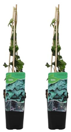 Bloomique – 2er-Set – Hedera Hibernica – großblättriges Efeu – immergrün – Kletterpflanzen – Gartenpflanzen – winterhart – Topf 15 cm – 70–80 cm hoch
