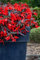 Begonia boliviensis Dark Leaf Red | 6 plug plants | Bedding