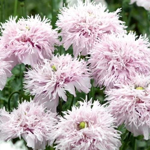 Poppy Seeds - Lilac Pompom