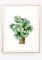 Din A4 Kunstdruck ohne Rahmen - Calathea - Korbmarante - Pflanze Zimmerpflanze Grafik Natur Druck Poster Bild