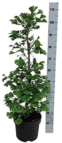 Ginkgo Baum 40-60 cm - Ginkgo biloba - Fächerblattbaum - Pflegeleichte Zimmer- und Gartenpflanze - Älteste Baumart der Welt