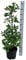 Ginkgo Baum 40-60 cm - Ginkgo biloba - Fächerblattbaum - Pflegeleichte Zimmer- und Gartenpflanze - Älteste Baumart der Welt