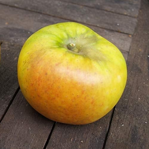 Goldparmäne aromatischer saftig süßer Herbstapfel Apfel Buschbaum ca. 110-140 cm Zwergbaum 7,5 L Topfballen M26