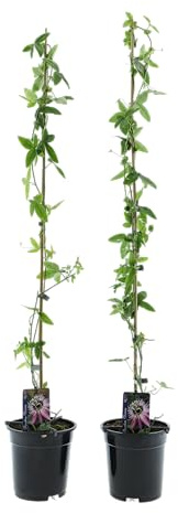 GARDENZO Passionsblume Passiflora caerulea, Kletterpflanze, Winterhart, 110–120 cm, 17 cm Topf, Outdoor, Vollsonne bis Halbschatten (1, Rosa/Violette 'Victoria')
