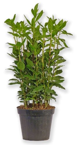 Laurus Nobilis Lorbeer Lorbeerpflanze Gewürzlorbeer