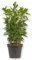 Laurus Nobilis Lorbeer Lorbeerpflanze Gewürzlorbeer