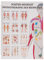 Physiotherapie des Menschen Mini-Poster Booklet Anatomie 34x24 cm, 12 Poster