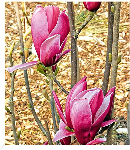 BALDUR Garten 1x Magnolie March Till Frost, Pflanze im 3 Liter-Topf | Magnolia winterhart, Tulpenmagnolie, Magnolienbaum, für Standort in der Sonne geeignet, blühend, Magnolia Hybride