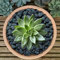 GardenersDream Premium Coloured Plant Pot Garden Gravel - Colourful Stones for Decoration (Black, 20kg)