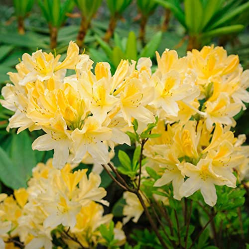 azalee piante di rododendro giallo resistente - semi di fiori - semi esotici piante perenni resistenti semi vecchie varietà piante perenni da prato fiorite resistenti all'aperto 550 Pezzi