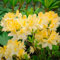 azalee piante di rododendro giallo resistente - semi di fiori - semi esotici piante perenni resistenti semi vecchie varietà piante perenni da prato fiorite resistenti all'aperto 550 Pezzi