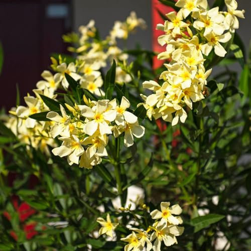 3 piezas semillas de adelfa semillas de pasto de adelfa nerium, flores de jardin pequeño regalo para mujer árboles de semillas de prado de flores semillas de flores