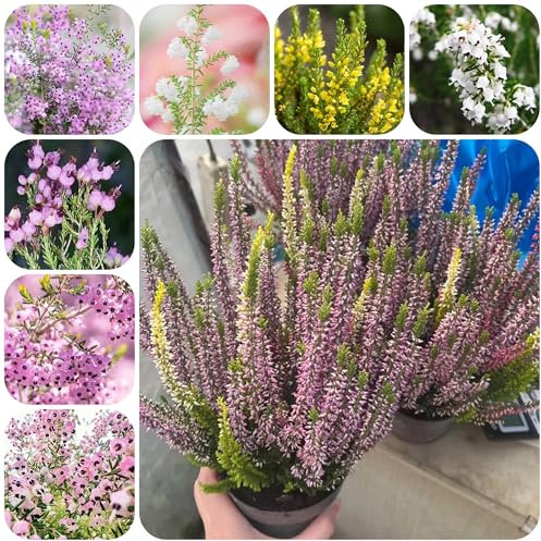 semillas de brezo, de plantas de brezo de invierno flores de primavera, plantas exóticas de flores, maceta fácil cultivo plantas de jardín para exterior plantas en 400pcs