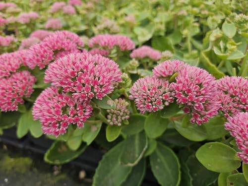 Hohes-Fettblatt Sedum 'Herbstfreude' 24 Pflanzen Ø9 cm 10-25 cm