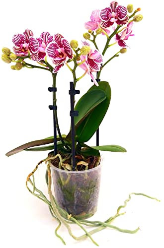 POWERS TO FLOWERS - ORCHIDEA PHALAENOPSIS, LITTLE ZEBRA, Pianta Vera
