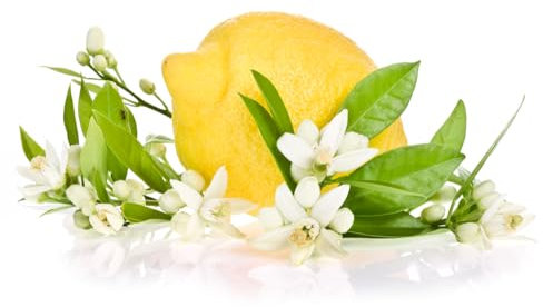 Lemon Tree, 1 x Extra Large Plant in 40L Pot (Height Over 2m), Citrus Tree, Lemon, Garden Ready and Ready to Plant, Outdoor or Indoor, Premium Quality Fruit Tree