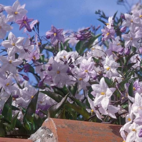 Clematite.net