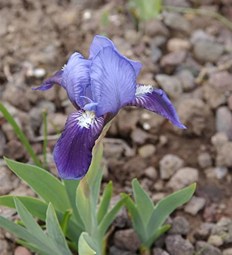 Zwergschwertlilie Tinkerbell - Iris barbata - lebende Gartenpflanze aus den Baumschulen