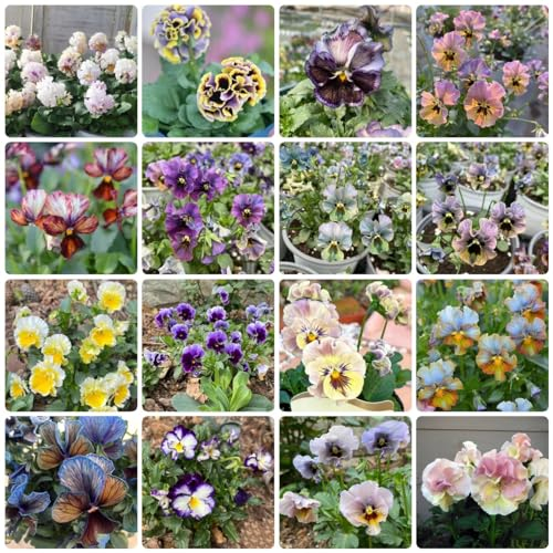 400 pcs samen stiefmütterchen blüten zimmerpflanzen wenig lichtbedarf Viola tricolor - blumenwiese samen mehrjährig winterhart seed mittagsblume winterhart nachhaltige produkte blumenwiese