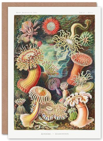 Artery8 Ernst Haeckel Art Card Sea Anemone Marine Landscape