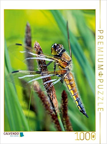 CALVENDO Puzzle Vierfleck (Segellibelle) | 1000 Teile Lege-Größe 48 x 64 cm Foto-Puzzle für glückliche Stunden