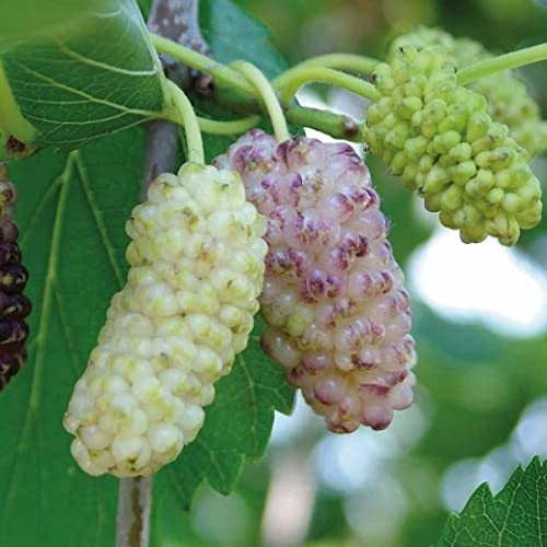 Weiße Maulbeere Alba 2L Pflanze für Anfänger und professionelle Gärtner - Ideal für Kleingarten, Garten - Schöne Pflanze mit ungewöhnlichen Blüten - Genießen Sie jeden Tag ihre Farben