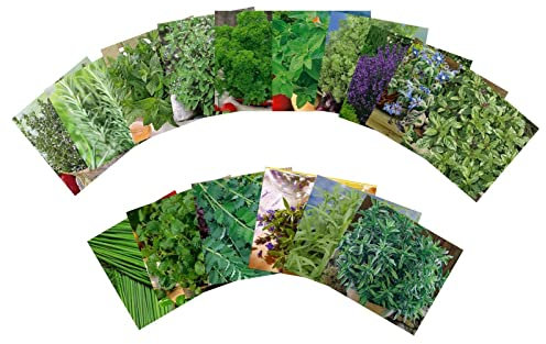 Samenshop24® Käuterspirale anlegen | Größe: Pompös | 16 verschiedene Sorten | Kräutersamen für eine große Kräuterspirale
