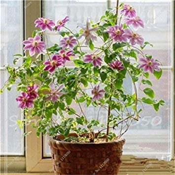 vegherb Hot 2 PC-Echt Clematis Birnen, (Nicht Clematis Seeds), Bonsai Blumenzwiebeln Kletterpflanze Staude Blumen Clematis Bulbous Wurzel 24