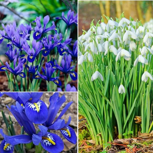 16 x Mixture of Iris Reticulata Blue and Snowdrop Single - Perennial Bulbs Early Spring Flowering - Fragrant Violet-Coloured Flowers - Ready to Plant
