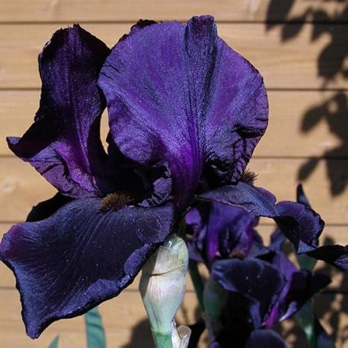 6 x Iris Germanica 'Black Knight' - Topf 9x9cm