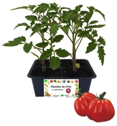 P. Piantine da Orto | Pomodoro Cuore di Bue, Kit 4 Piantine, Pianta Pronta per il Trapianto, Pianta Vera da Orto, da Balcone e da Esterno, Vivaio Italiano