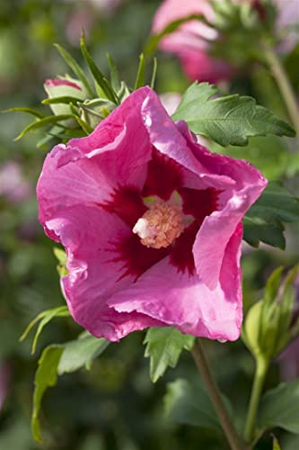 Hibiscus syriacus 'Pink Giant' ca. 12 cm Topf - Roseneibisch, rosa Blüten, Blütezeit Juli-September, ideal für Kübel, pflegeleicht und winterhart