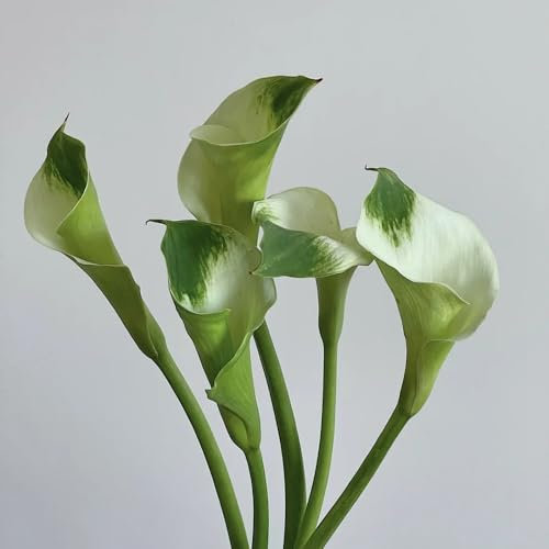 6 pcs calla zwiebeln winterhart, calla lilie zwiebeln, blumenzwiebeln mehrjährig winterhart, calla pflanze winterhart Knollen (Zantedeschia aethiopica) luftreinigende zimmerpflanzen,