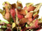 Rote Schlauchpflanze (Sarracenia purpurea) 10 frische Samen ***Direcktimport Kanada*** -Winterhart-