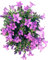 Glockenblume blau-lila