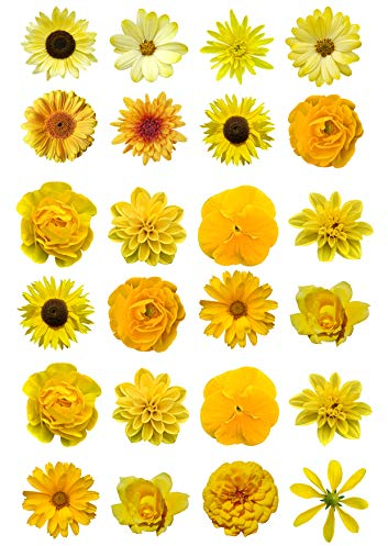Orange Trading Dartmouth Ltd 24 Mixed Yellow Flowers Edible Wafer Paper Cake Toppers Decorations