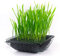 Katzengras Samen Bio, Katzengras Kaufe Cat Grass seeds Perenne Balkonpflanzen Winterhart Exotische Pflanzen Winterhart - 200 Stück (Grün)